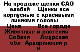 На продаже щенки САО (алабай ). Щенки все корпусные с красивыми линиями головы . › Цена ­ 30 - Все города Животные и растения » Собаки   . Амурская обл.,Архаринский р-н